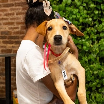 Câmara de Salvador aprova projeto que autoriza entrada de pets em hospitais