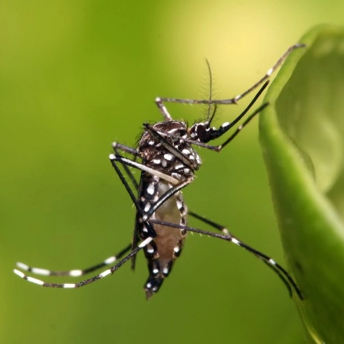 Sesab confirma duas mortes por dengue em cidades da Bahia