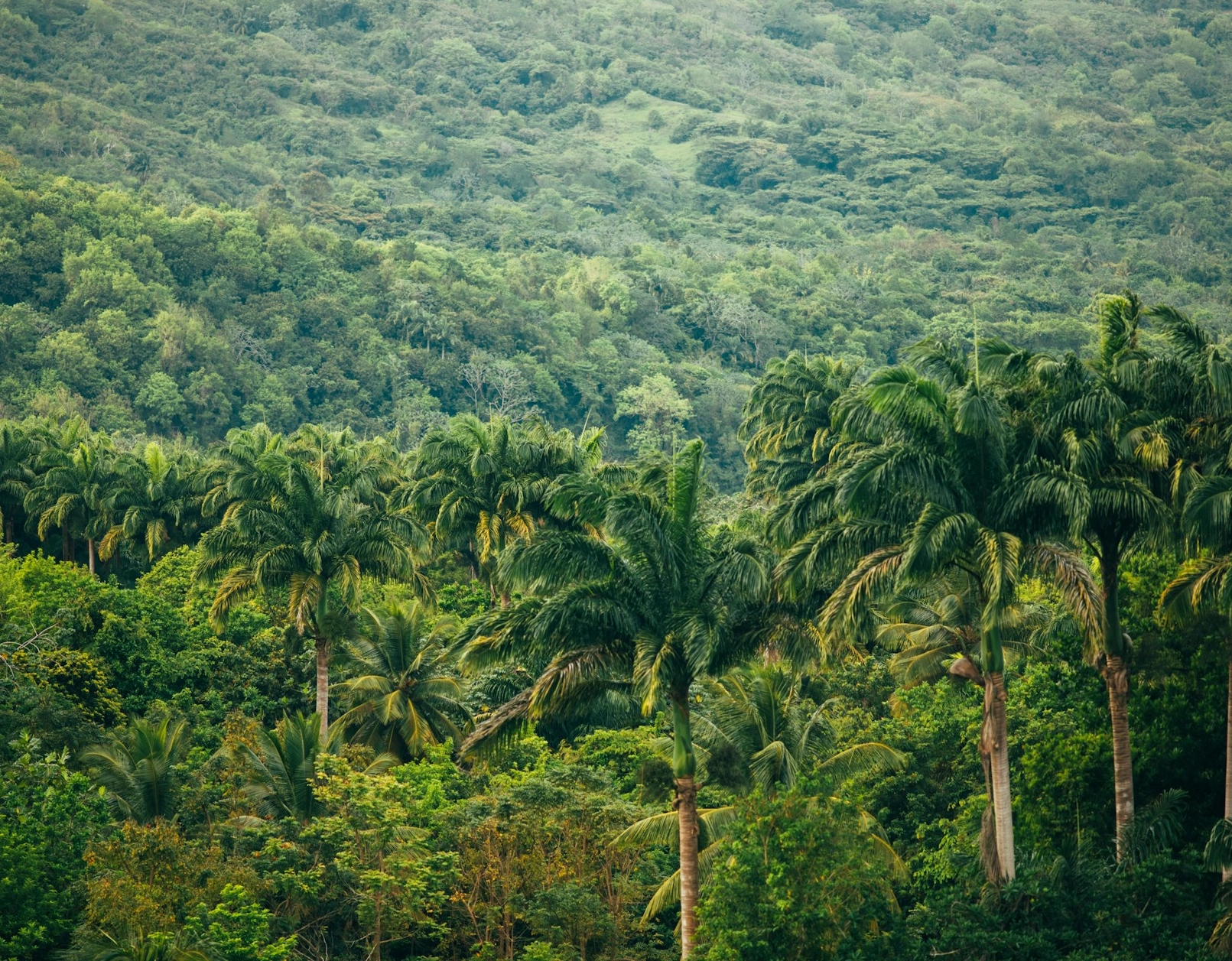 Noruega investirá US$ 3 bilhões no fundo criado pelo Brasil para preservar florestas