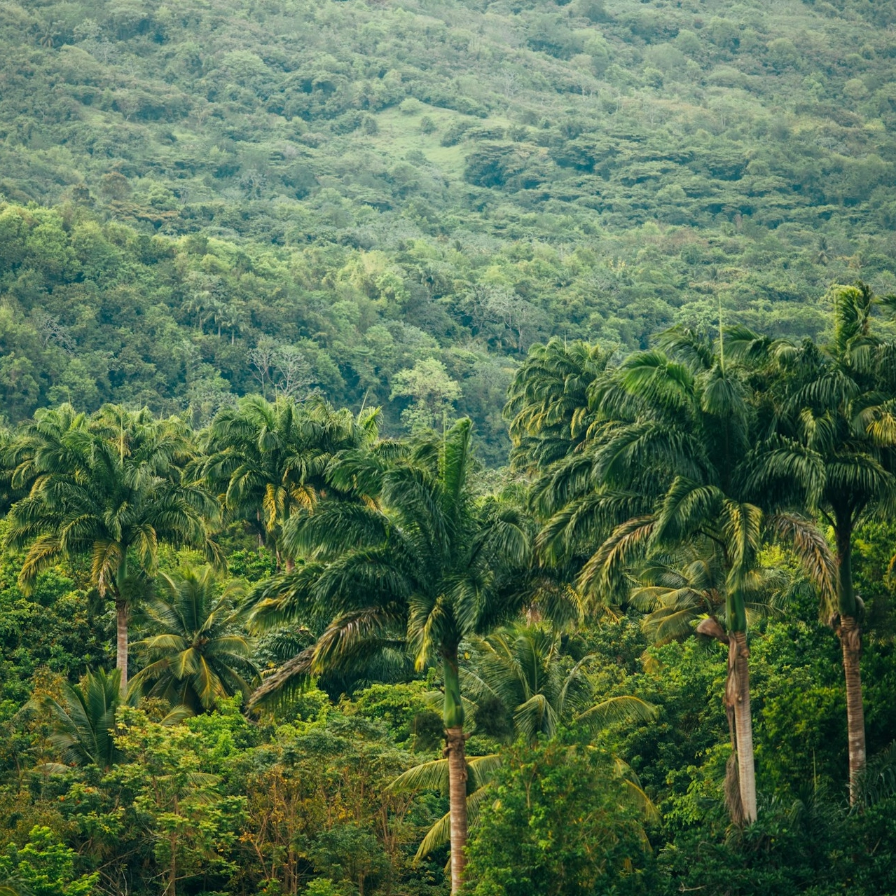 Noruega investirá US$ 3 bilhões no fundo criado pelo Brasil para preservar florestas