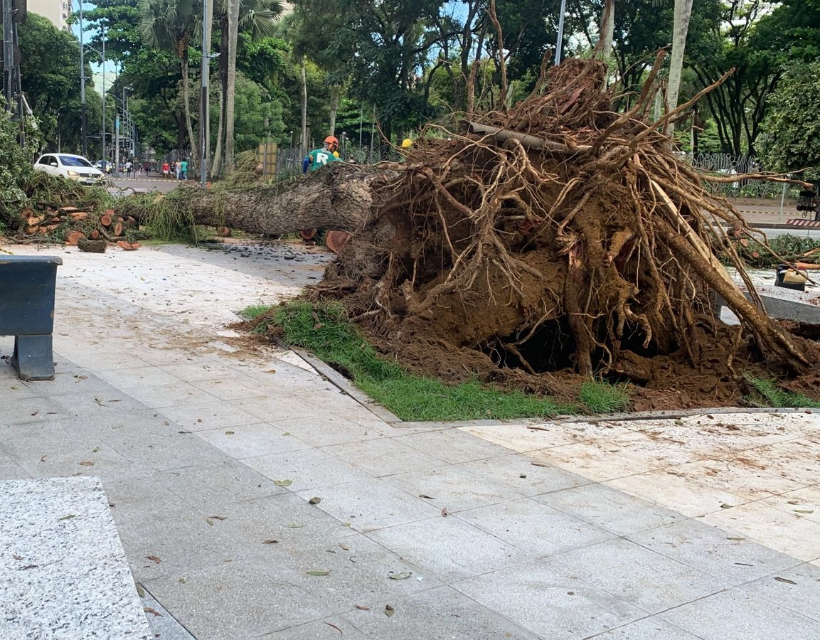 Árvore cai no Campo Grande e arrasta poste