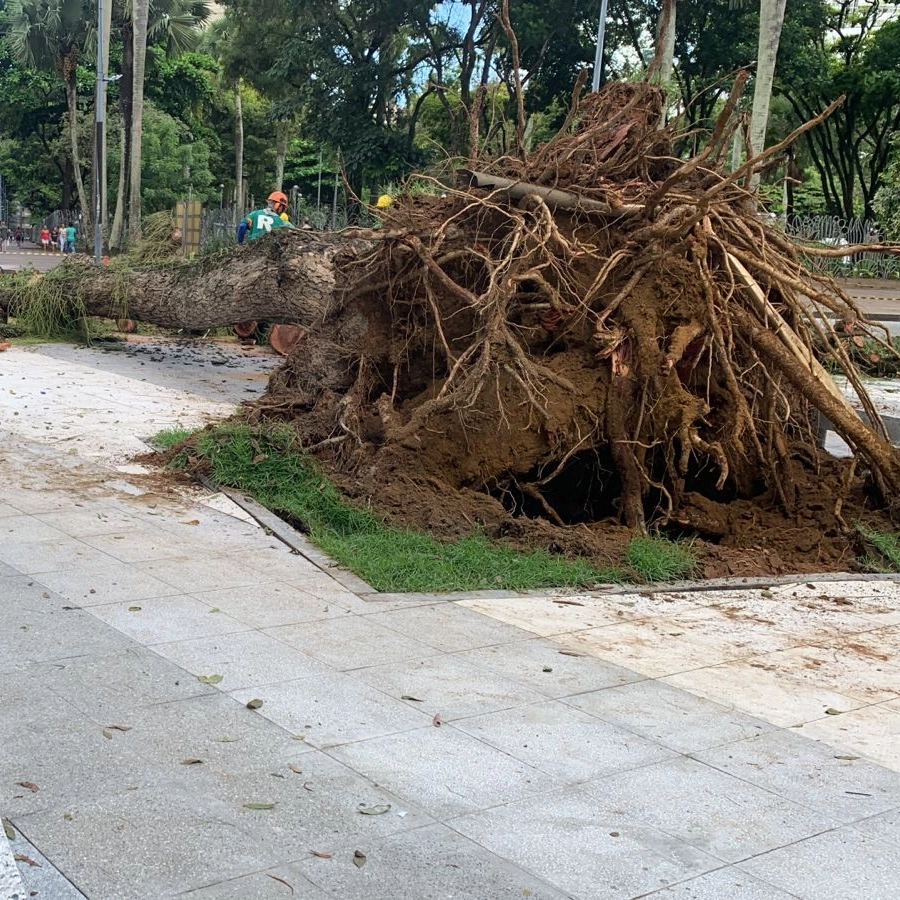 Árvore cai no Campo Grande e arrasta poste