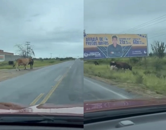 MP vai à Justiça contra o Estado da Bahia por omissão no recolhimento de animais na BA-120