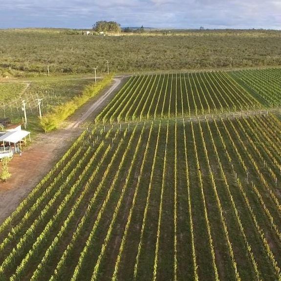 Projeto de lei propõe tornar Morro do Chapéu capital do vinho da Chapada Diamantina e criar festival temático