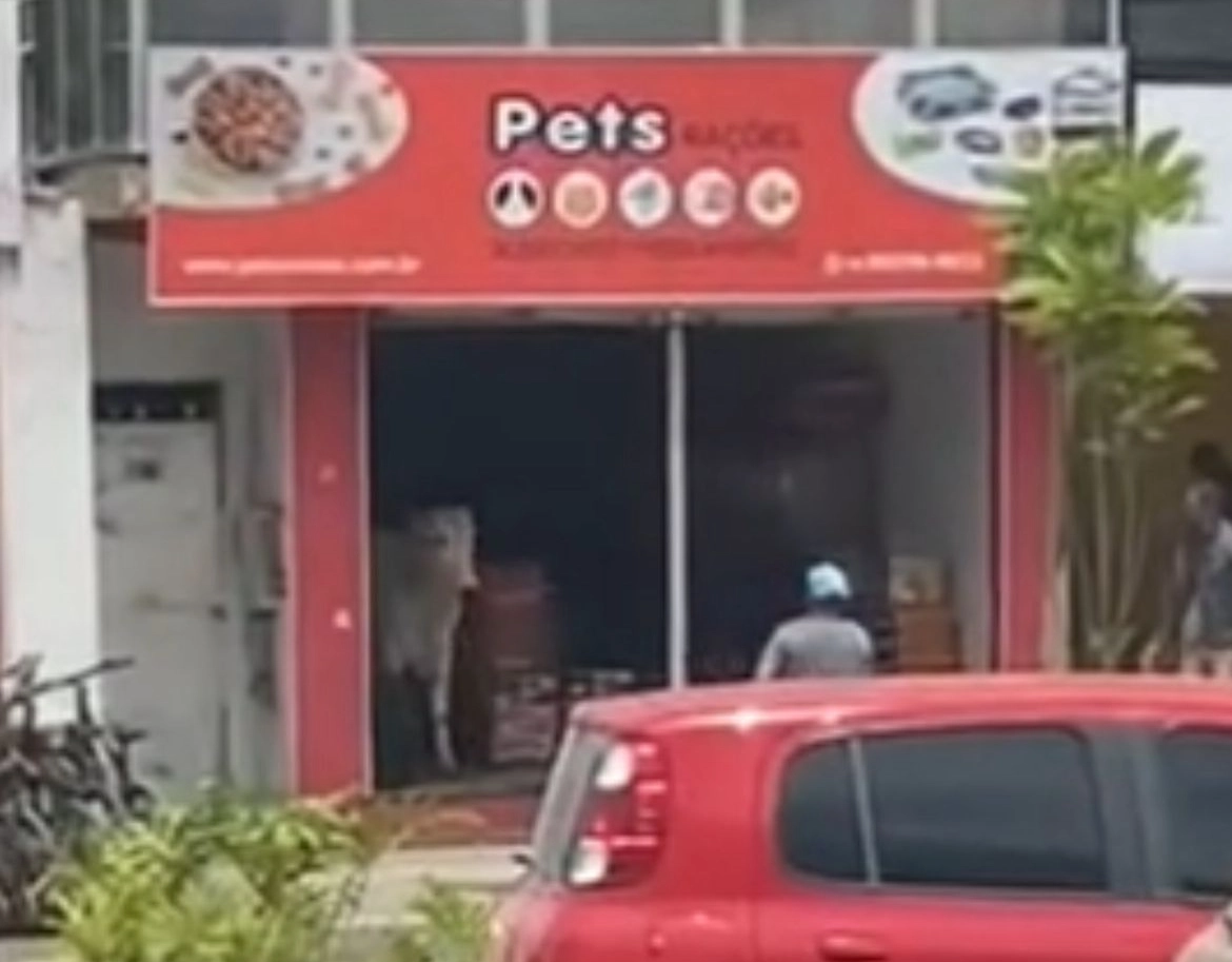 Boi entra em Petshop de Amargosa e causa reboliço na cidade