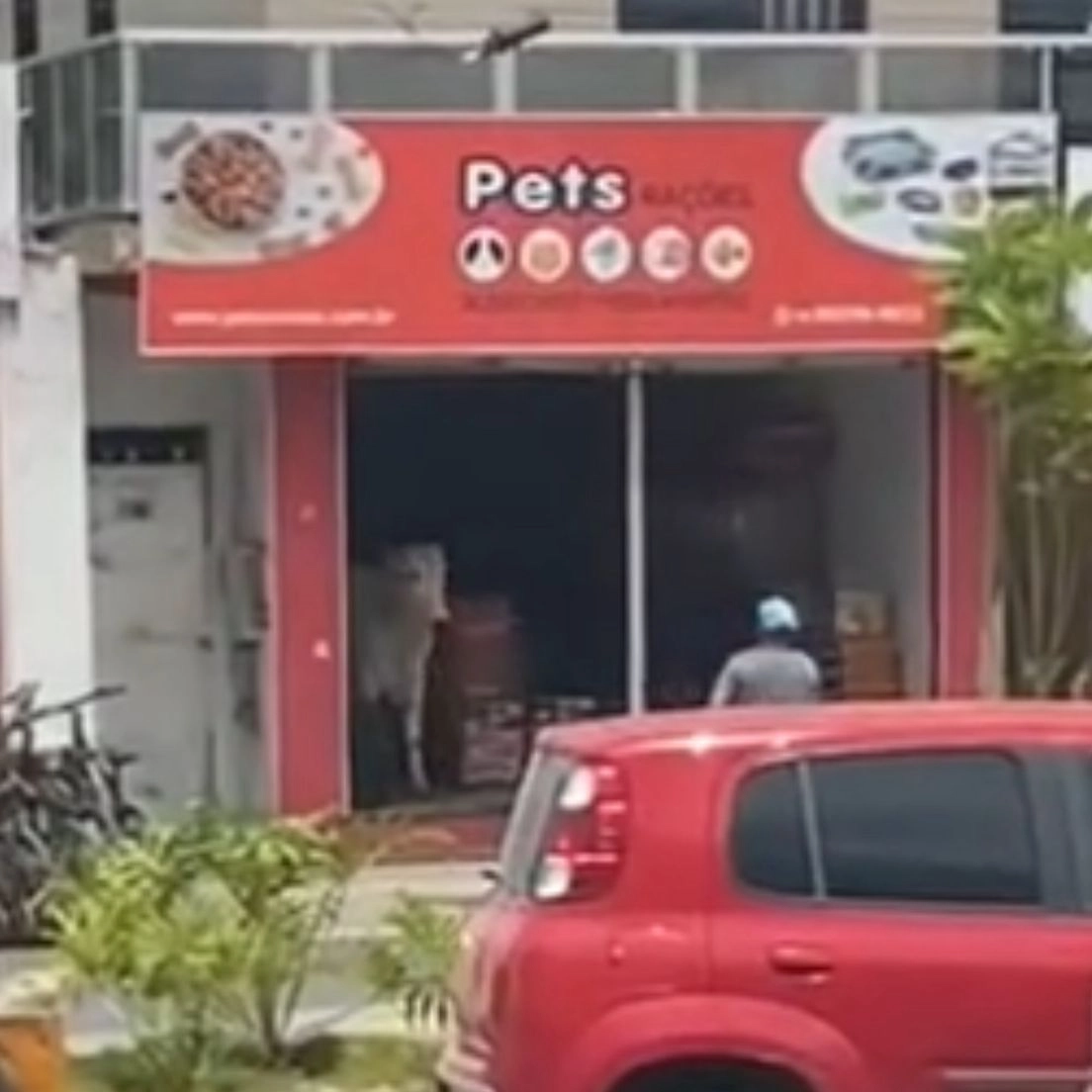 Boi entra em Petshop de Amargosa e causa reboliço na cidade