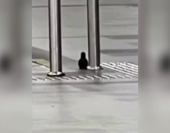 Ameaça de bomba no Aeroporto de Salvador interdita parte do desembarque