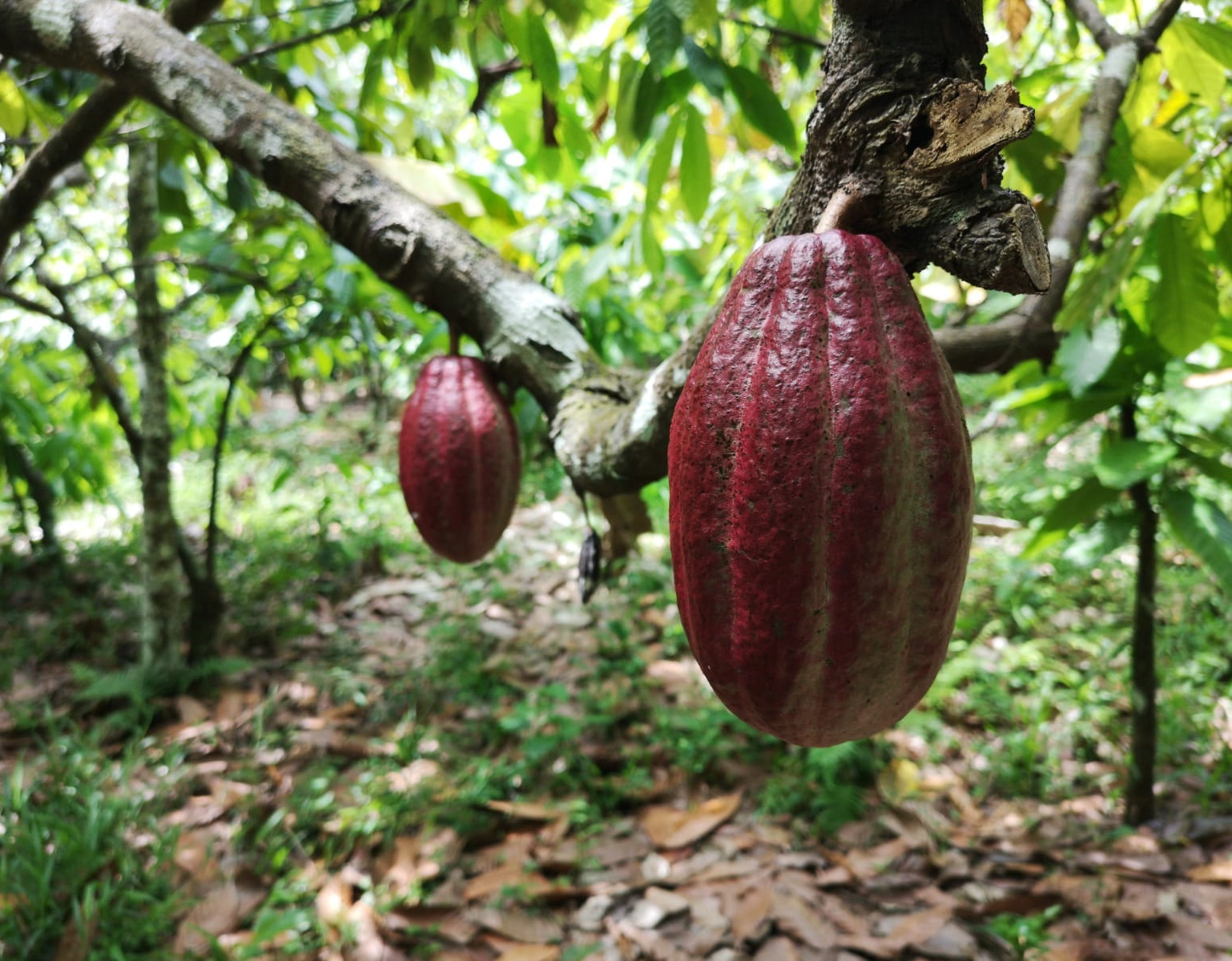 Em Salvador, seminário discute cadeia produtiva do chocolate da cabruca