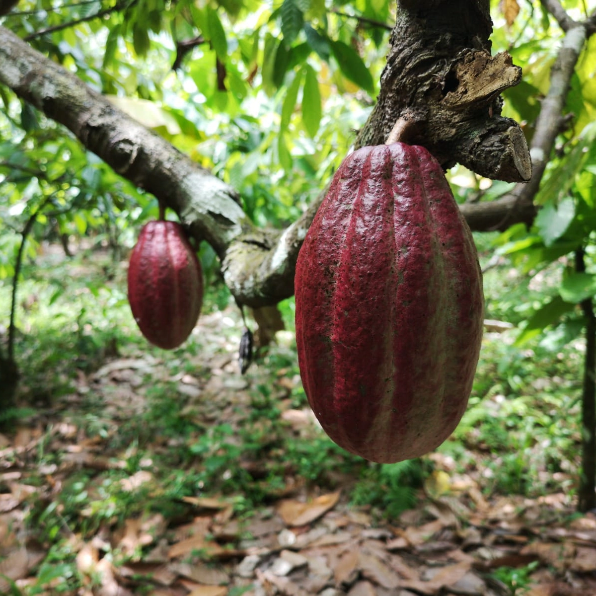 Em Salvador, seminário discute cadeia produtiva do chocolate da cabruca