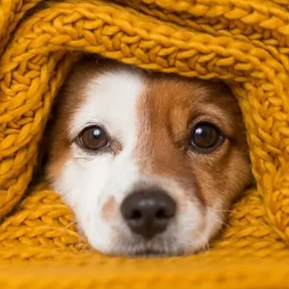 Clima frio e doenças articulares em pets: como evitar dores e desconfortos