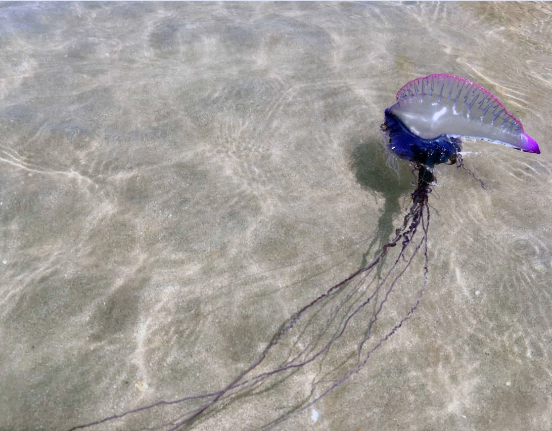 Salvamar alerta para presença de caravelas-portuguesas nas praias de Salvador