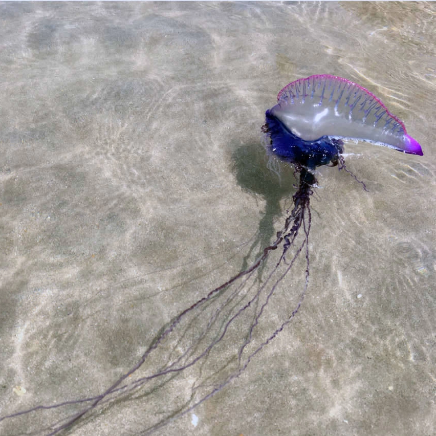 Salvamar alerta para presença de caravelas-portuguesas nas praias de Salvador