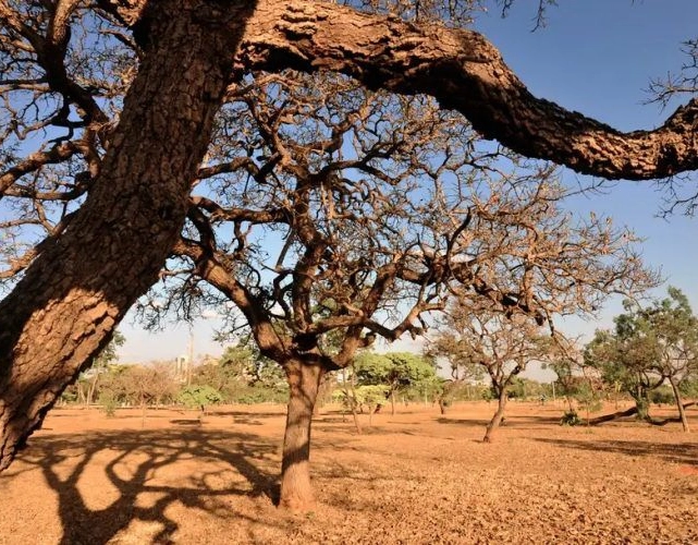 Bahia lidera redução de desmatamento do cerrado