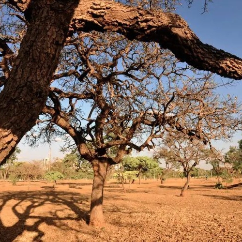 Bahia lidera redução de desmatamento do cerrado