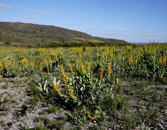Desmatamento no Brasil tem queda de 32% em 2024, mas Cerrado ainda concentra maior perda de vegetação
