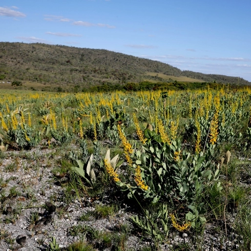 Desmatamento no Brasil tem queda de 32% em 2024, mas Cerrado ainda concentra maior perda de vegetação