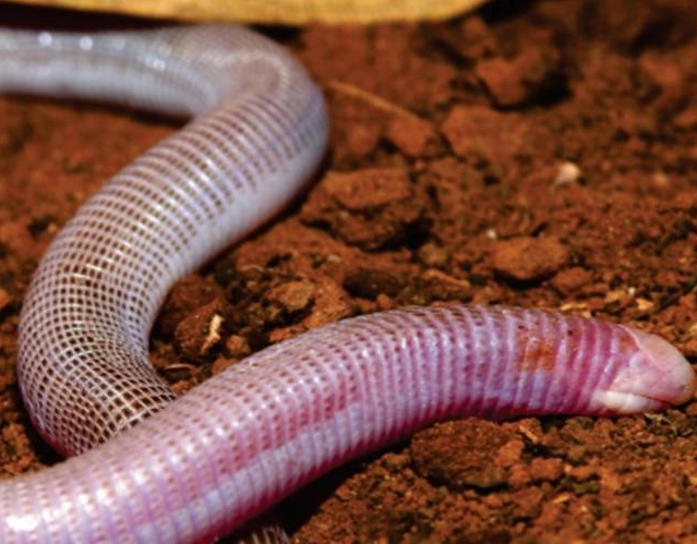 Nova espécie de cobra-de-duas-cabeças é descoberta na Bahia