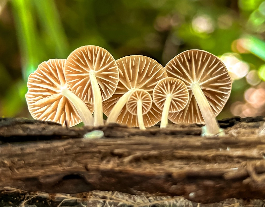 Bahia ganha trilhas turísticas para observação de cogumelos na Chapada Diamantina e sul do estado