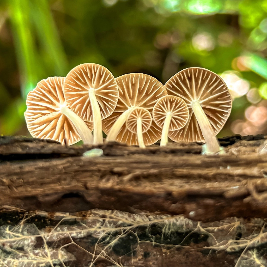 Bahia ganha trilhas turísticas para observação de cogumelos na Chapada Diamantina e sul do estado