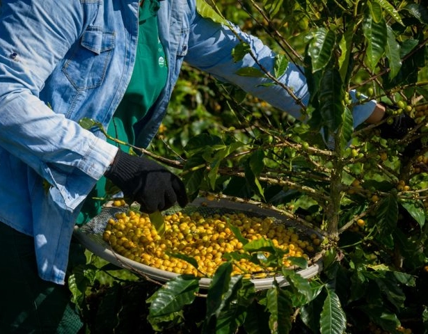 Café orgânico baiano ganha certificação internacional