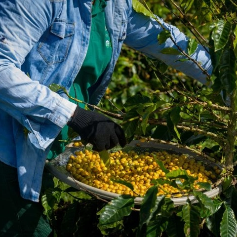 Café orgânico baiano ganha certificação internacional