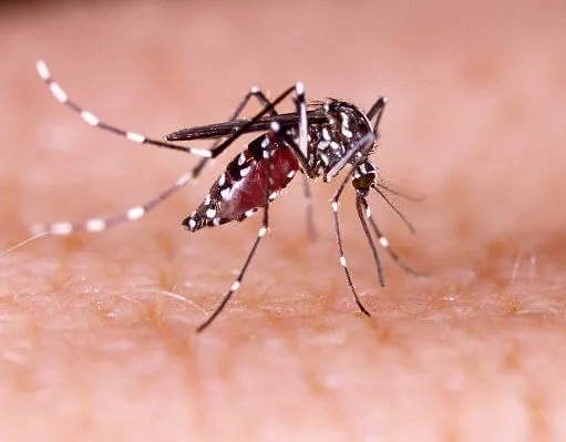 Bahia confirma terceira morte por dengue; confira as cidades do estado em estado de epidemia