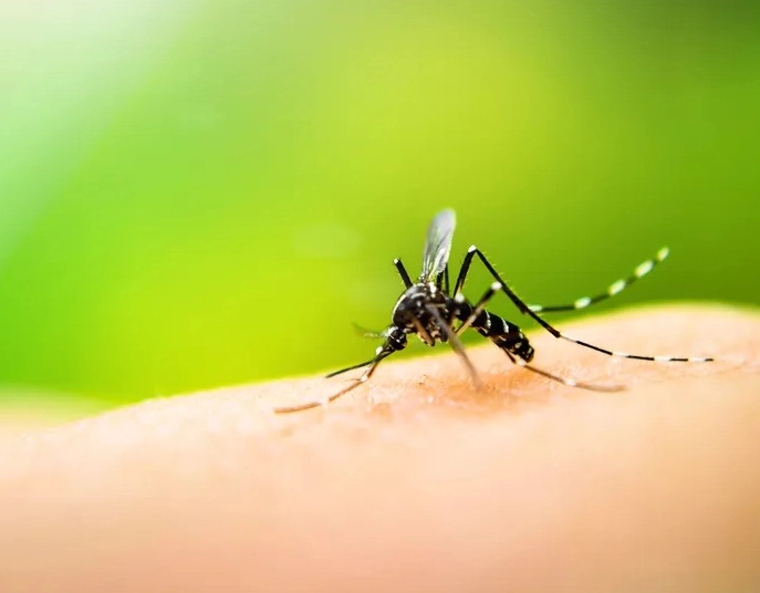 Brasil tem alta expressiva de casos de dengue; números mais que dobraram