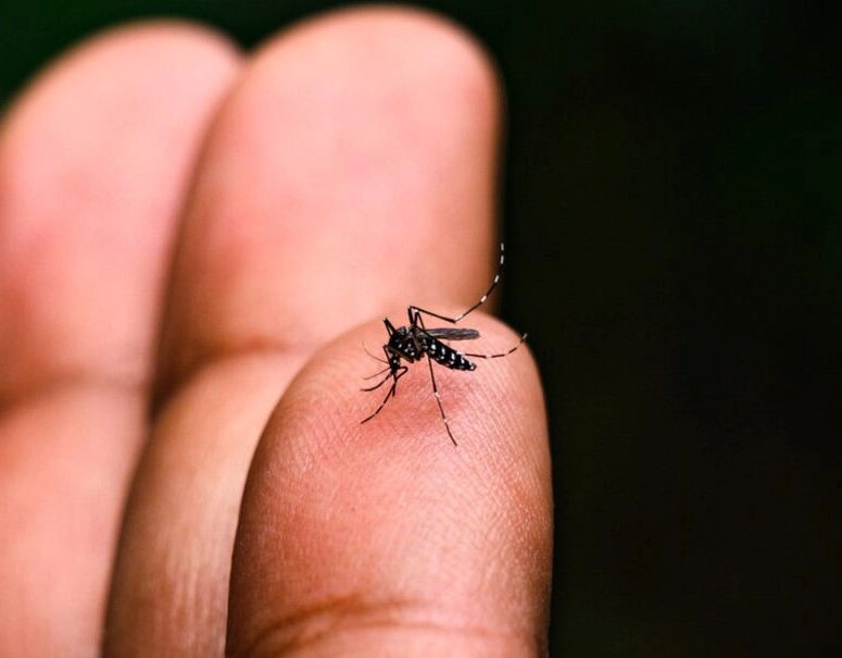 Alerta global: OMS prevê nova epidemia de chikungunya