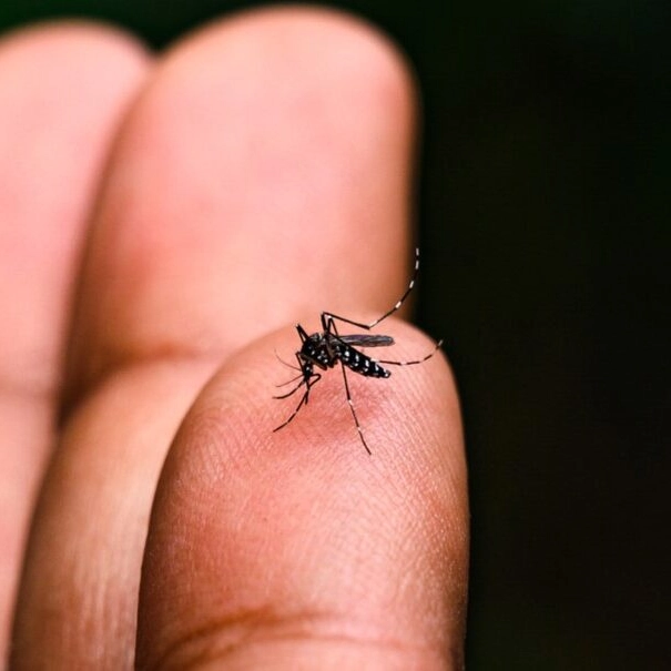 Alerta global: OMS prevê nova epidemia de chikungunya