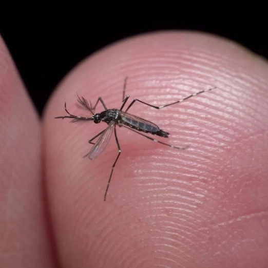 Sobe para 12 óbitos por dengue na Bahia; três casos confirmados em único dia