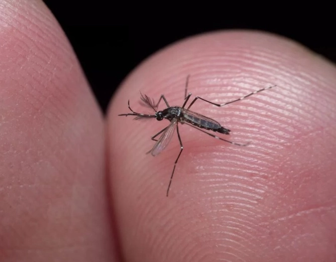 Sobe para 14 número de mortes por dengue na Bahia