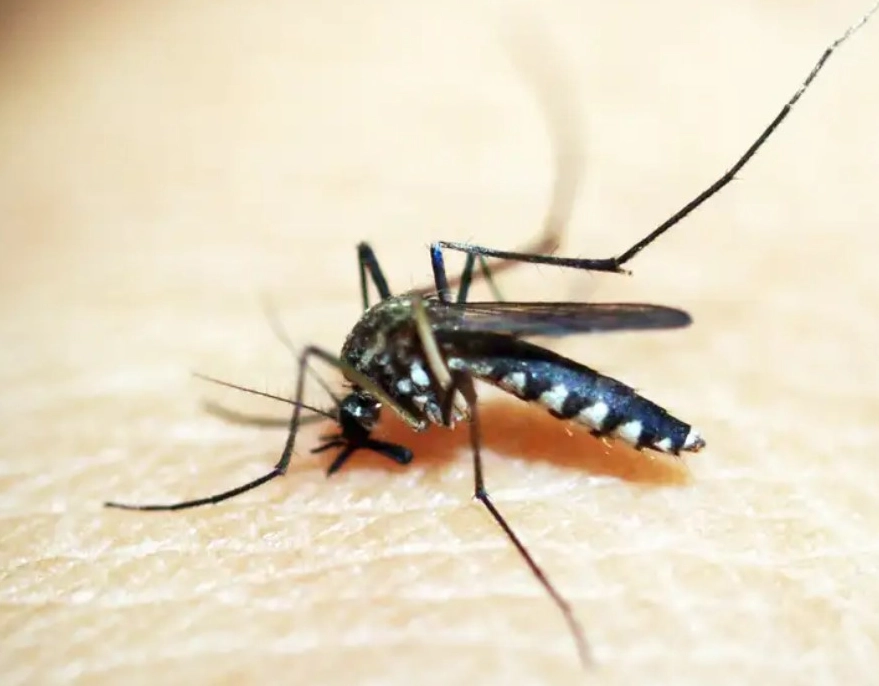 Ministério da Saúde intensificará mobilização contra dengue no Brasil