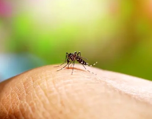 Bahia registra queda expressiva nos casos de dengue em 2025