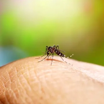 Bahia registra queda expressiva nos casos de dengue em 2025