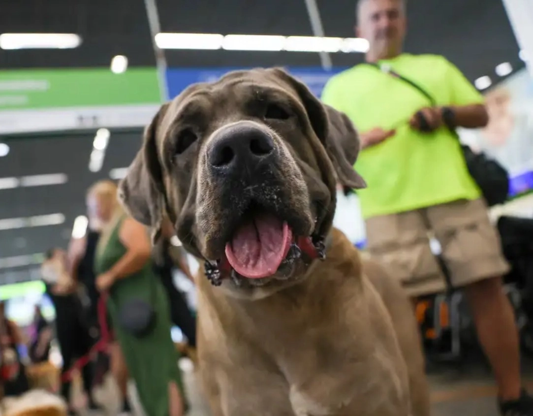 STF suspende lei sobre transporte aéreo de animais de apoio emocional