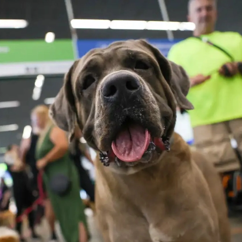 STF suspende lei sobre transporte aéreo de animais de apoio emocional
