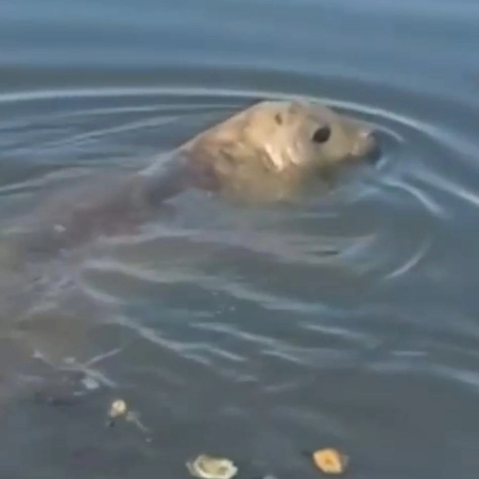 Vídeo: elefante-marinho é visto em praia de Salvador
