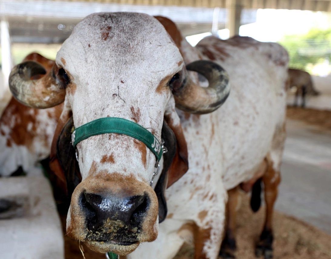 Governo baiano anuncia concurso para veterinários, engenheiros e técnicos