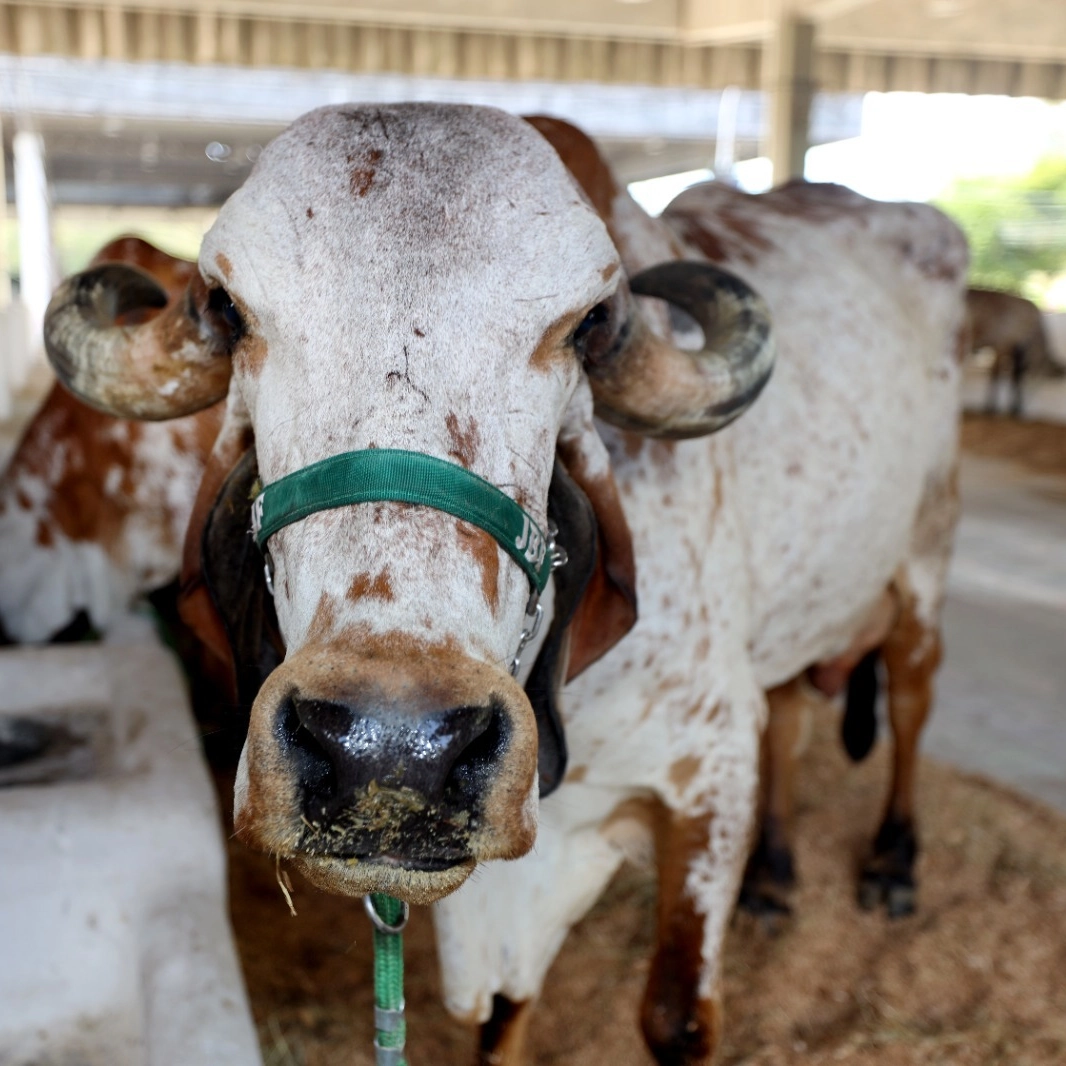 Governo baiano anuncia concurso para veterinários, engenheiros e técnicos