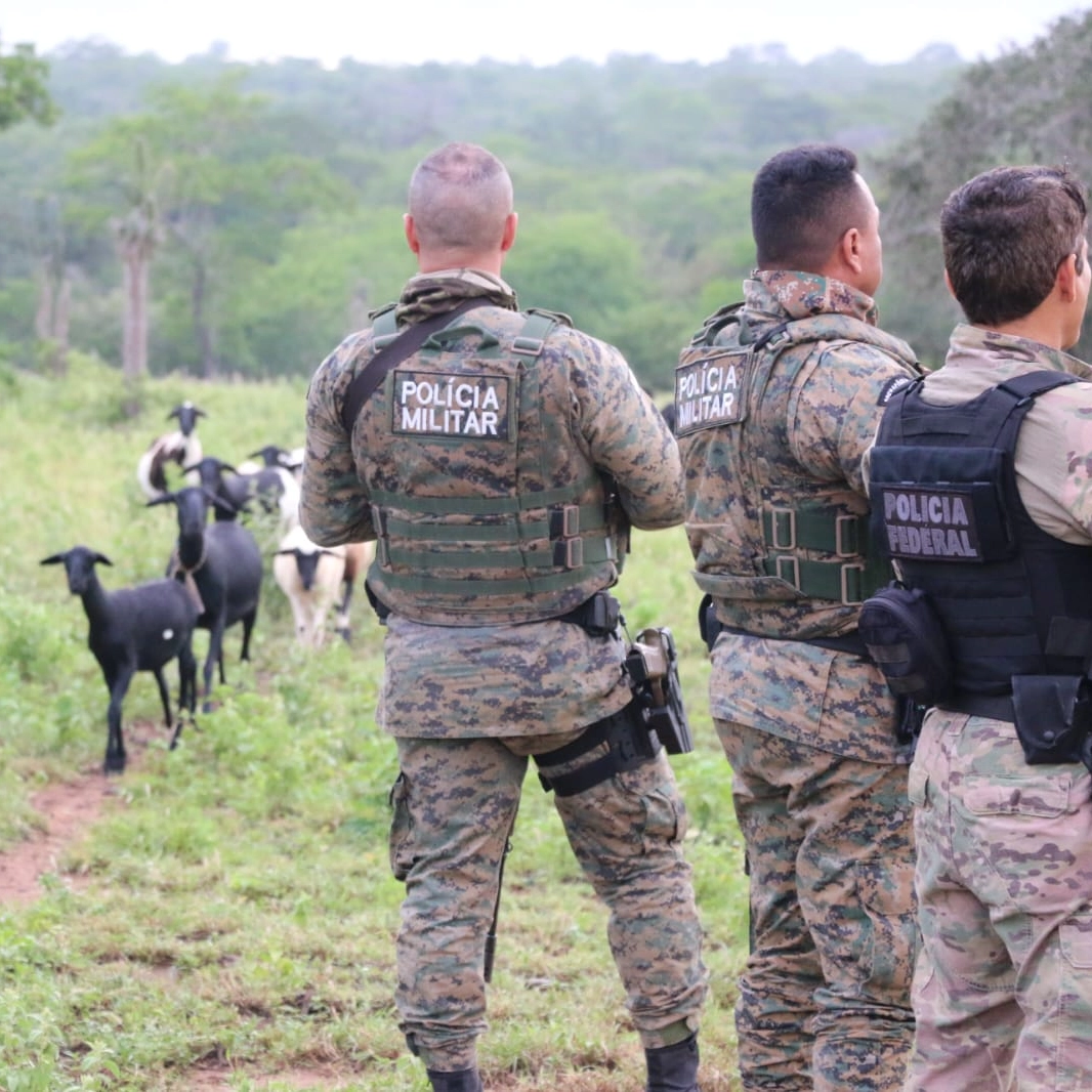 Ação conjunta acha roça de maconha escondida em sítio de fachada no Norte da Bahia