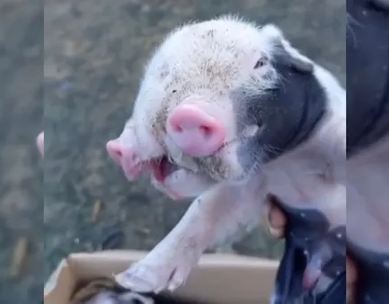 Assista: Filhote de porco nasce com dois focinhos em Feira de Santana