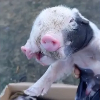 Assista: Filhote de porco nasce com dois focinhos em Feira de Santana