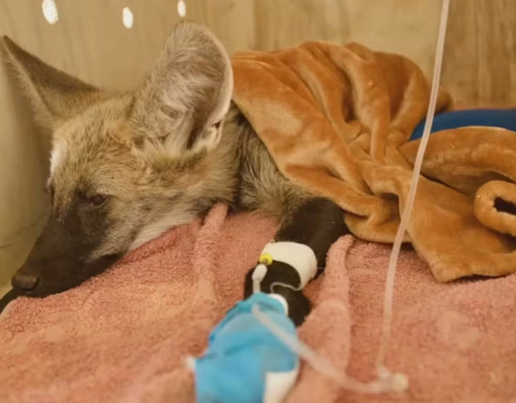 Filhote de lobo-guará é resgatado em incêndio florestal na Bahia