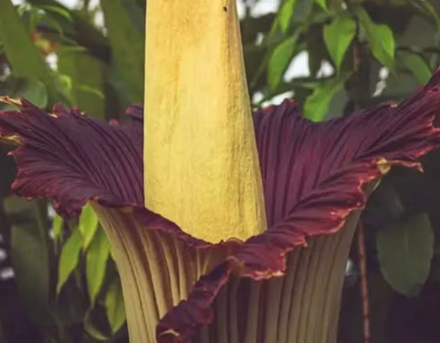 Planta com 'cheiro de morte' atrai multidões de turistas quando floresce