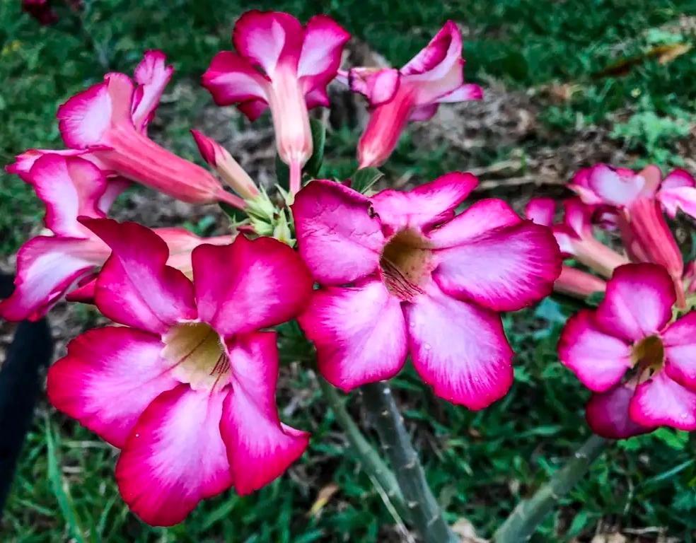 Começa primavera no Brasil e previsão é de chuvas e temperaturas mais altas