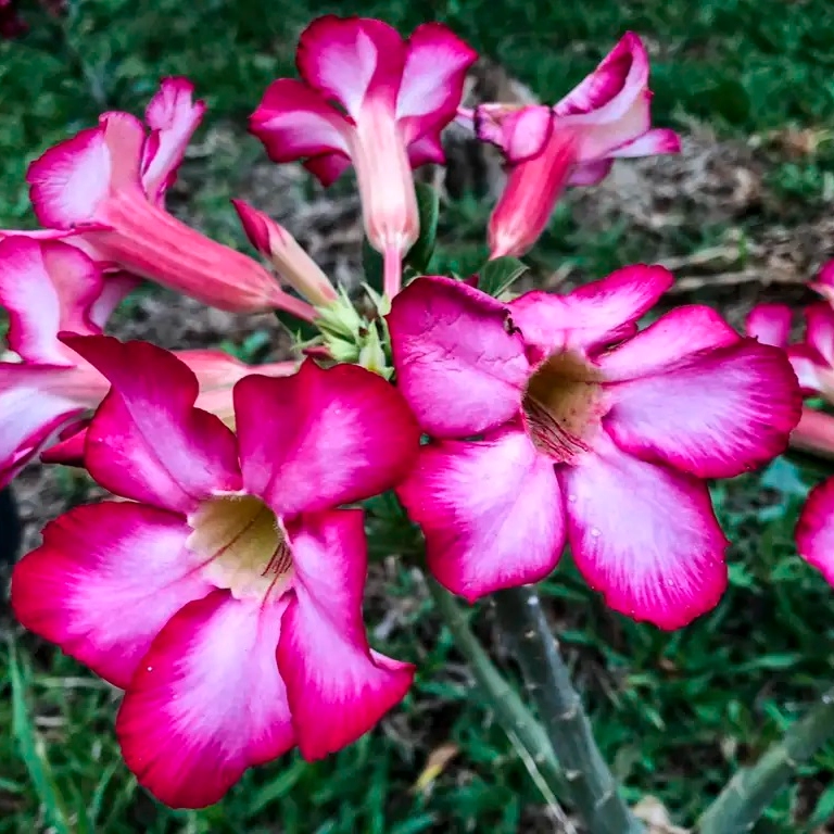 Começa primavera no Brasil e previsão é de chuvas e temperaturas mais altas