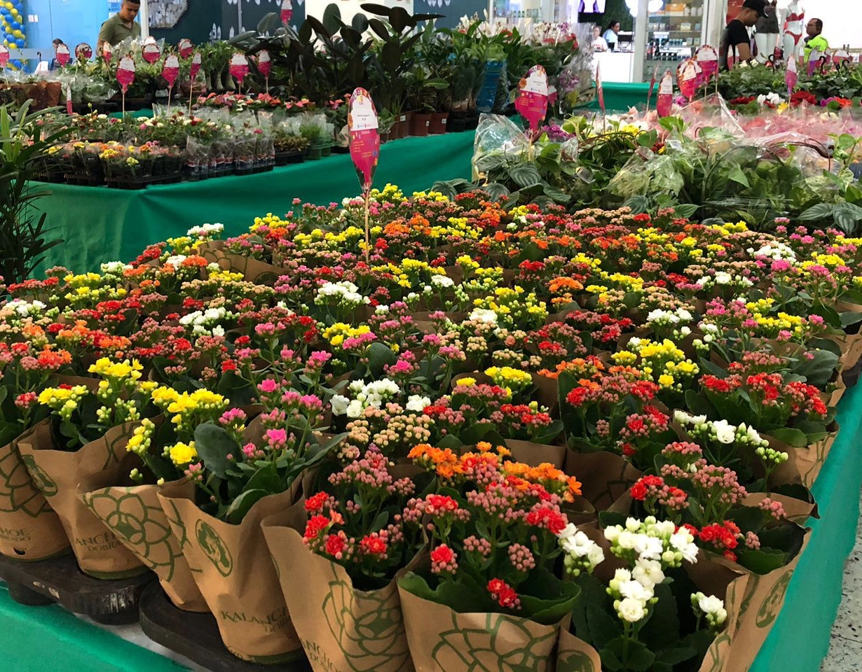 Shopping em Salvador recebe feira de Flores de Holambra