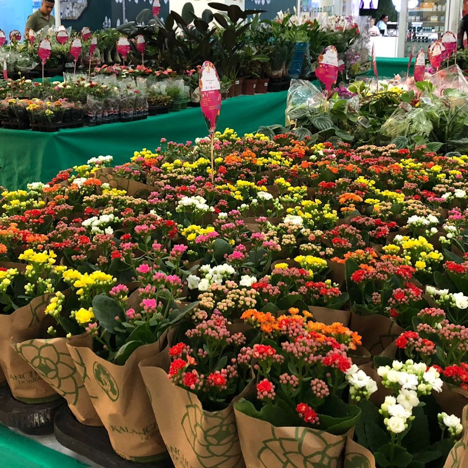 Shopping em Salvador recebe feira de Flores de Holambra