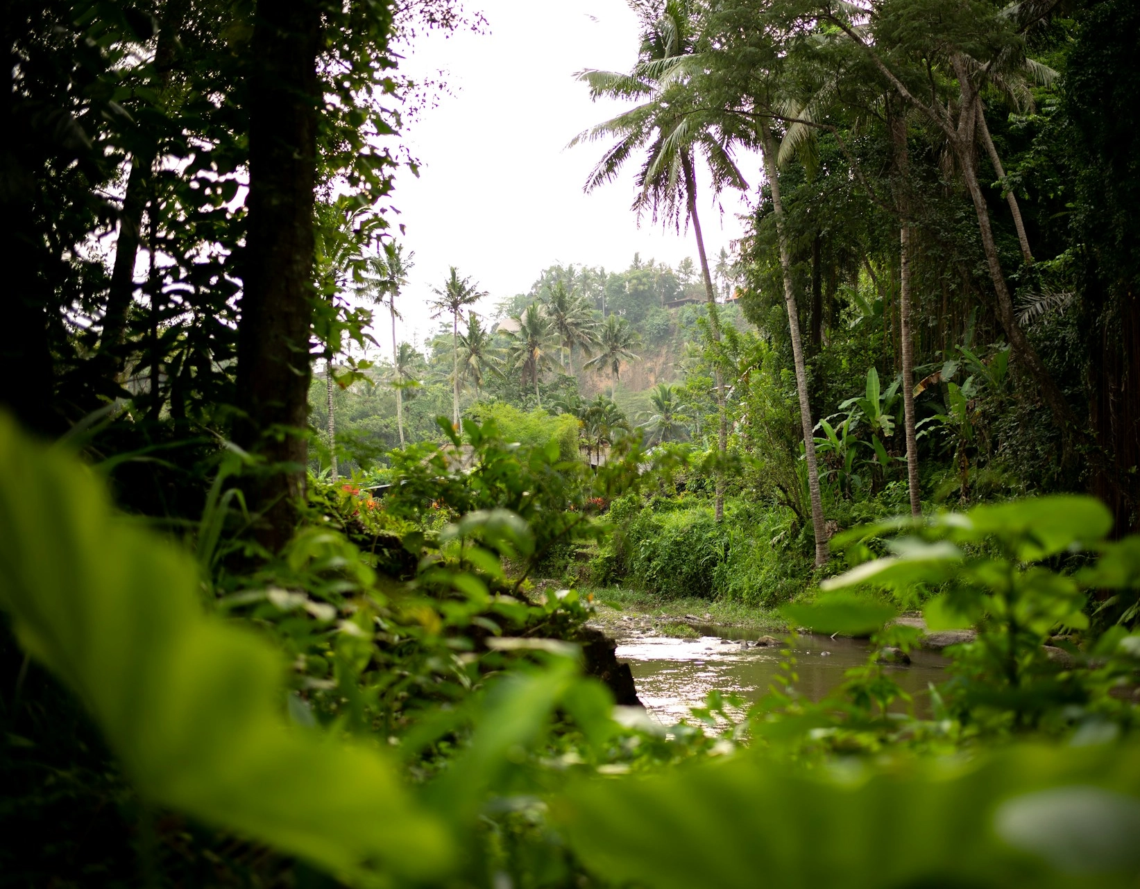 Entenda como funciona o Fundo Florestas Tropicais para Sempre