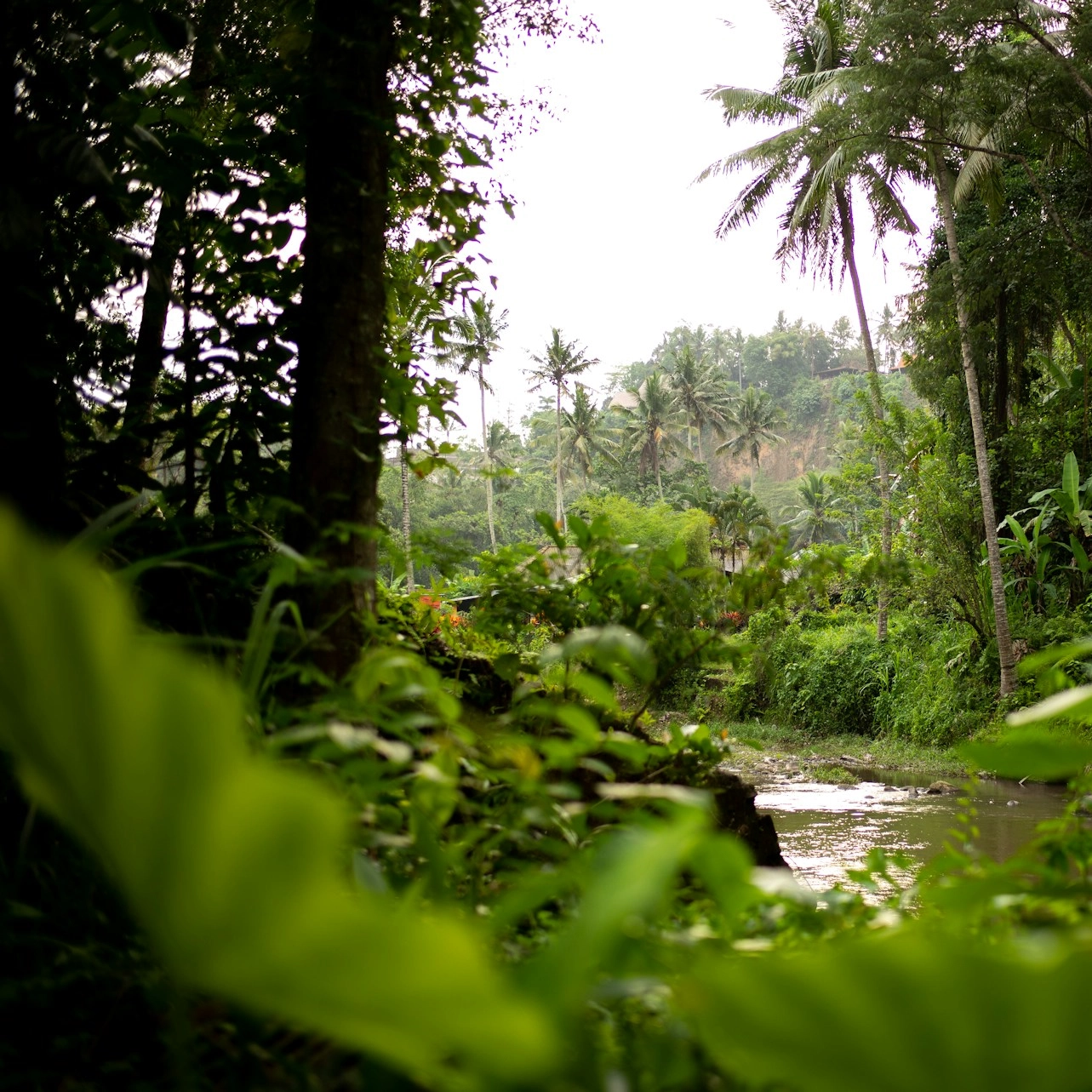 Entenda como funciona o Fundo Florestas Tropicais para Sempre